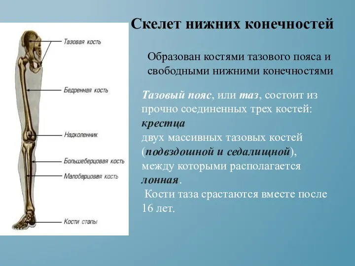 Тазовый пояс, или таз, состоит из прочно соединенных трех костей: крестца двух