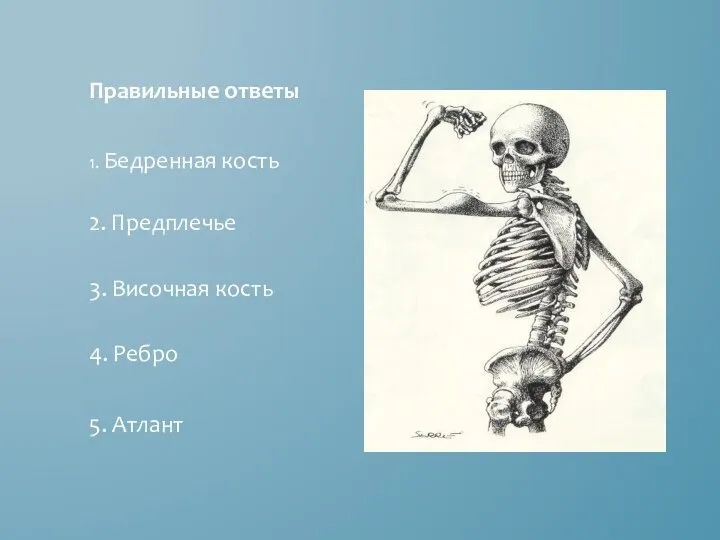 1. Бедренная кость 2. Предплечье 3. Височная кость 4. Ребро 5. Атлант Правильные ответы