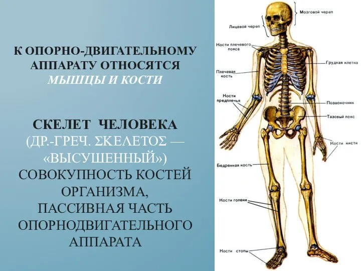 К ОПОРНО-ДВИГАТЕЛЬНОМУ АППАРАТУ ОТНОСЯТСЯ МЫШЦЫ И КОСТИ СКЕЛЕТ ЧЕЛОВЕКА (ДР.-ГРЕЧ. ΣΚΕΛΕΤΟΣ —