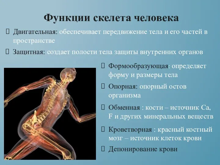 Функции скелета человека Двигательная: обеспечивает передвижение тела и его частей в пространстве