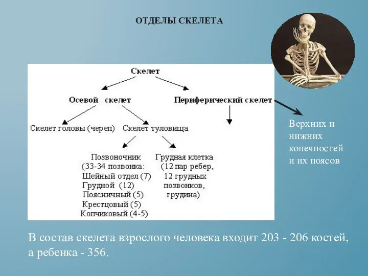 Верхних и нижних конечностей и их поясов ОТДЕЛЫ СКЕЛЕТА В состав скелета
