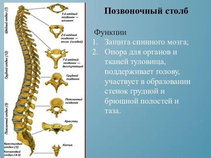 Функции Защита спинного мозга; Опора для органов и тканей туловища, поддерживает голову,