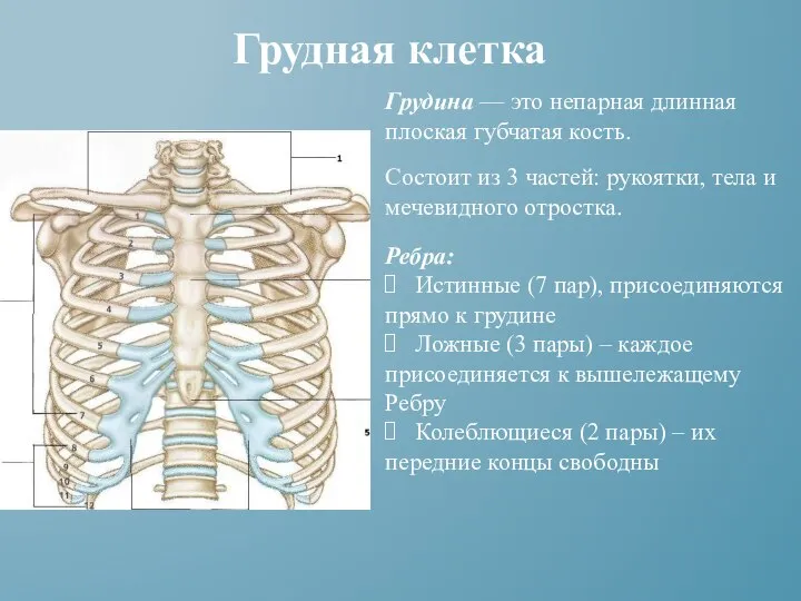 Грудная клетка Грудина — это непарная длинная плоская губчатая кость. Состоит из