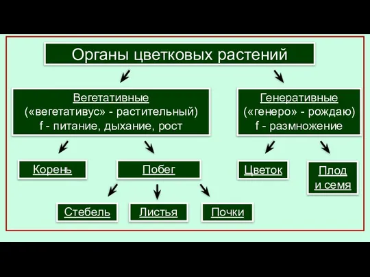 Органы цветковых растений Вегетативные («вегетативус» - растительный) f - питание, дыхание, рост