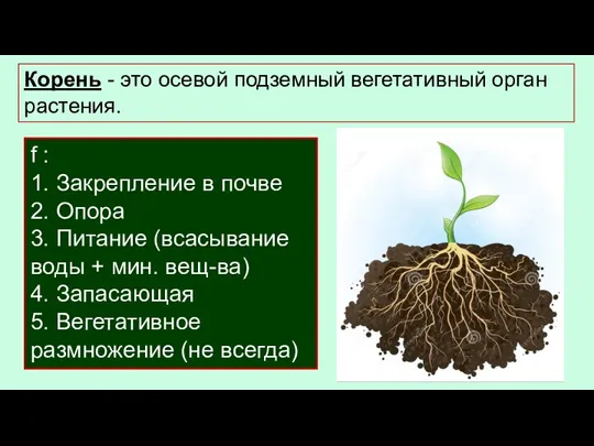 Какие функции выполняет корень? f : 1. Закрепление в почве 2. Опора
