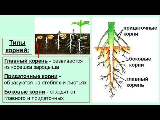 Типы корней: Главный корень - развивается из корешка зародыша Придаточные корни -