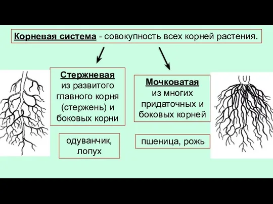 Корневая система - совокупность всех корней растения. одуванчик, лопух пшеница, рожь Мочковатая