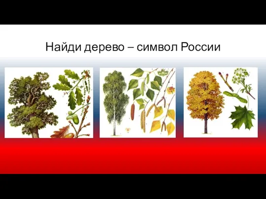 Найди дерево – символ России