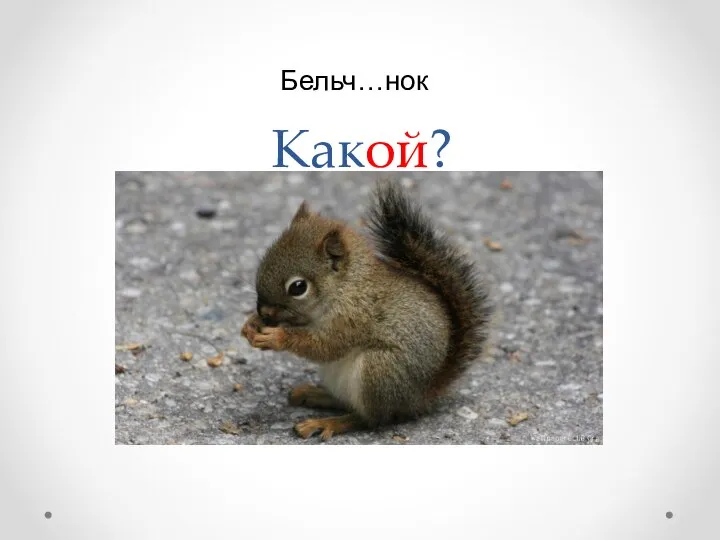 Какой? Бельч…нок