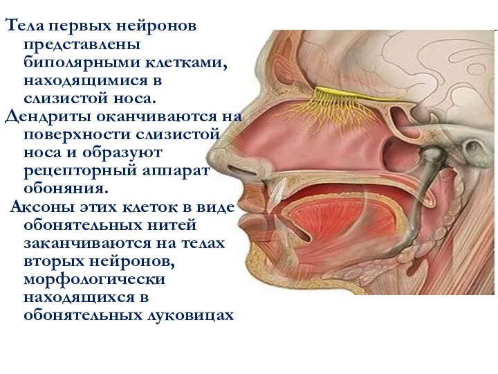 Тела первых нейронов представлены биполярными клетками, находящимися в слизистой носа. Дендриты оканчиваются