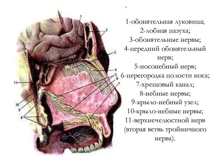 1-обонятельная луковица; 2-лобная пазуха; 3-обонятельные нервы; 4-передний обонятельный нерв; 5-носонебный нерв; 6-перегородка
