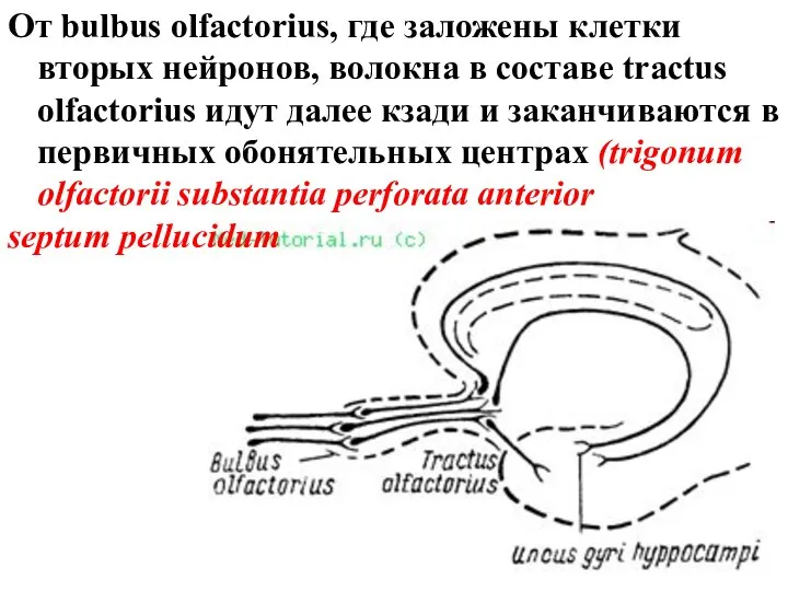 От bulbus olfactorius, где заложены клетки вторых нейронов, волокна в составе tractus