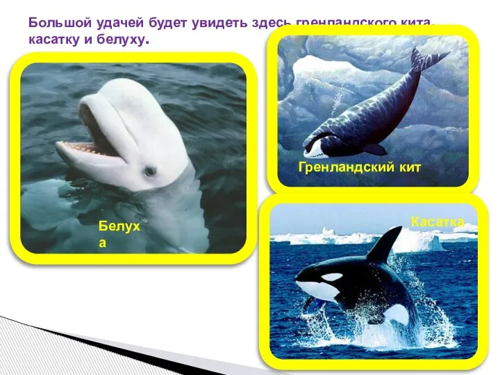 Большой удачей будет увидеть здесь гренландского кита, касатку и белуху. Гренландский кит Касатка Белуха