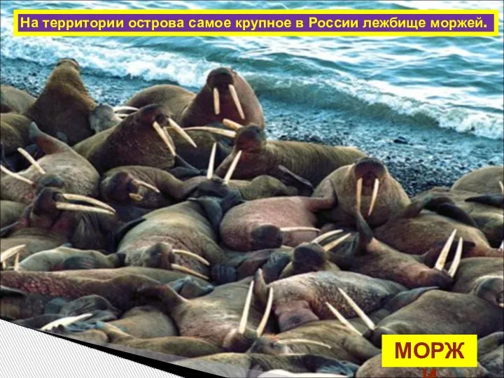 На территории острова самое крупное в России лежбище моржей. МОРЖИ