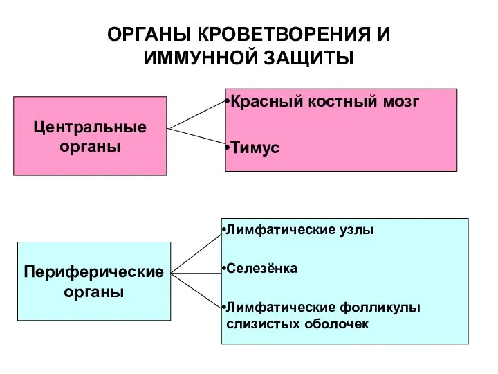 ОРГАНЫ КРОВЕТВОРЕНИЯ И ИММУННОЙ ЗАЩИТЫ Красный костный мозг Тимус Центральные органы Периферические