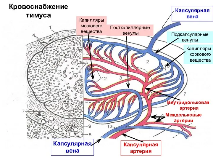 Кровоснабжение тимуса Междольковые артерии Подкапсулярные венулы Посткапиллярные венулы Капсулярная артерия Капилляры коркового