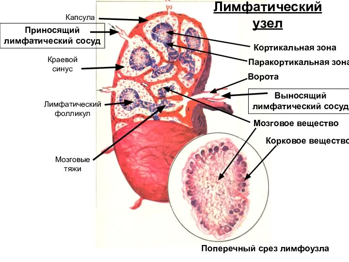 Лимфатический узел Краевой синус Капсула Лимфатический фолликул Мозговые тяжи Поперечный срез лимфоузла