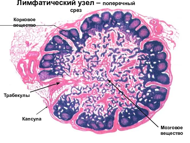 Лимфатический узел – поперечный срез Корковое вещество Мозговое вещество Трабекулы Капсула