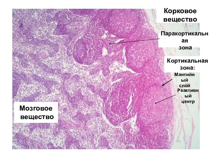 Корковое вещество Мозговое вещество Мантийный слой Реактивный центр Паракортикальная зона Кортикальная зона: