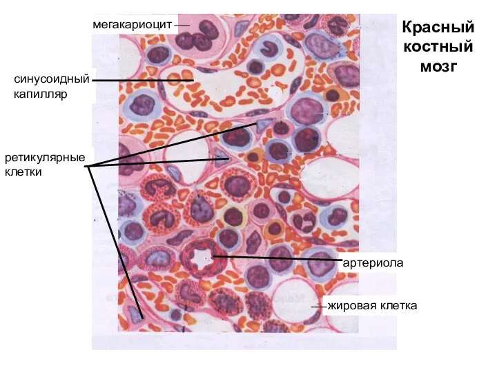 Красный костный мозг мегакариоцит синусоидный капилляр артериола жировая клетка ретикулярные клетки