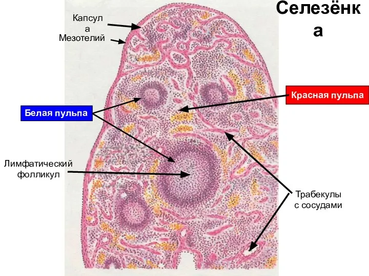 Селезёнка Лимфатический фолликул Трабекулы с сосудами Красная пульпа Капсула Мезотелий Белая пульпа