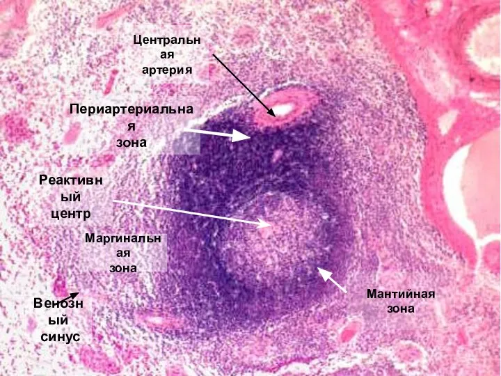 Центральная артерия Реактивный центр Маргинальная зона Мантийная зона Периартериальная зона Венозный синус