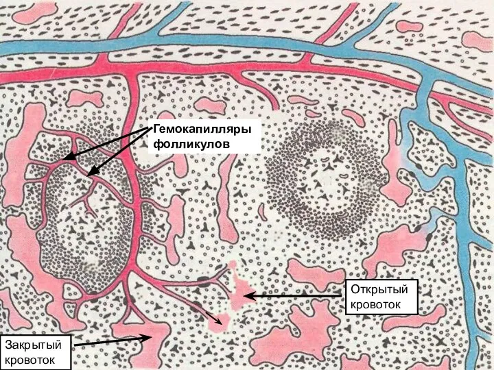 Закрытый кровоток Открытый кровоток Гемокапилляры фолликулов