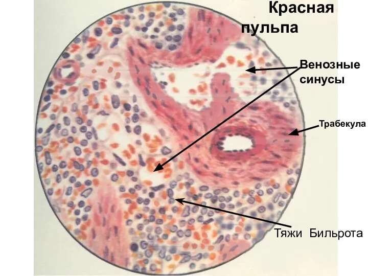 Красная пульпа Тяжи Бильрота Венозные синусы Трабекула