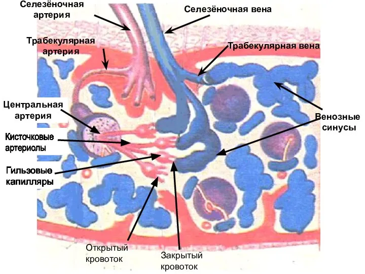 Трабекулярная артерия Венозные синусы Трабекулярная вена Селезёночная артерия Селезёночная вена Закрытый кровоток Открытый кровоток Центральная артерия