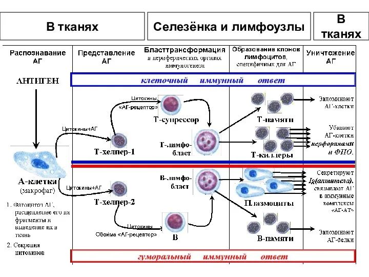 В тканях В тканях Селезёнка и лимфоузлы