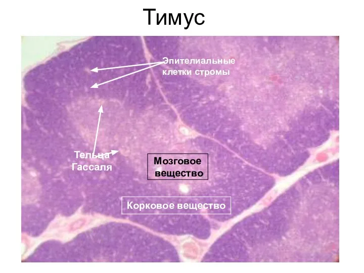 Тимус Корковое вещество Мозговое вещество Корковое вещество Мозговое вещество Тельца Гассаля Эпителиальные клетки стромы