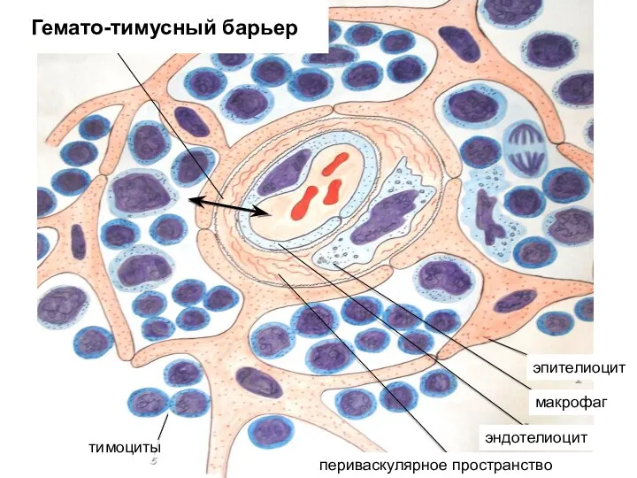 Гемато-тимусный барьер тимоциты эпителиоцит макрофаг эндотелиоцит периваскулярное пространство