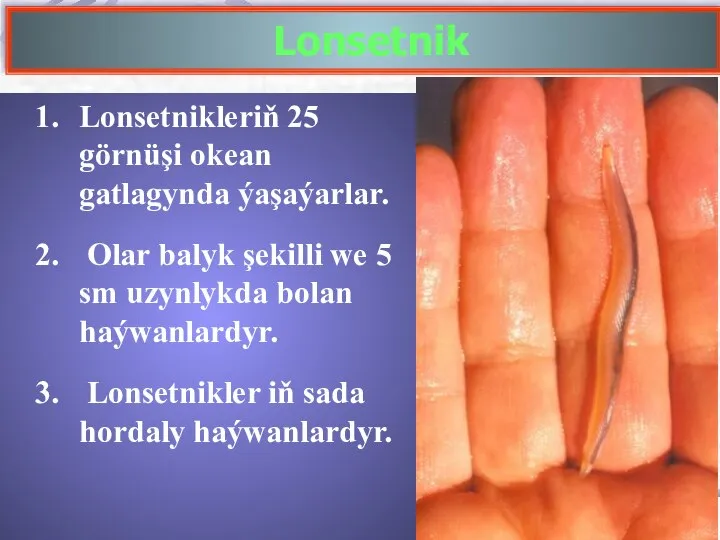 Lonsetnik Lonsetnikleriň 25 görnüşi okean gatlagynda ýaşaýarlar. Olar balyk şekilli we 5