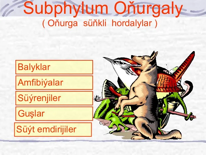 Subphylum Oňurgaly ( Oňurga süňkli hordalylar ) Balyklar Amfibiýalar Süýrenjiler Guşlar Süýt emdirijiler