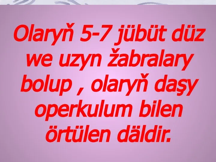 Olaryň 5-7 jübüt düz we uzyn žabralary bolup , olaryň daşy operkulum bilen örtülen däldir.