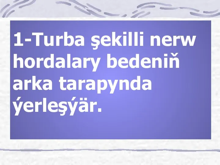 1-Turba şekilli nerw hordalary bedeniň arka tarapynda ýerleşýär.