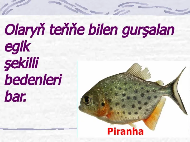 Olaryň teňňe bilen gurşalan egik şekilli bedenleri bar. Piranha