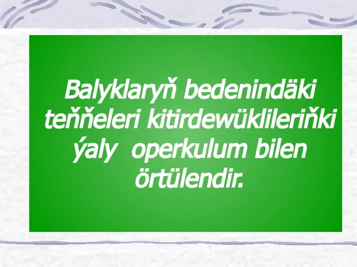 Balyklaryň bedenindäki teňňeleri kitirdewüklileriňki ýaly operkulum bilen örtülendir.