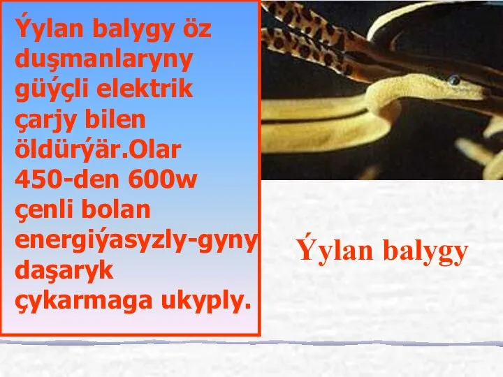 Ýylan balygy öz duşmanlaryny güýçli elektrik çarjy bilen öldürýär.Olar 450-den 600w çenli