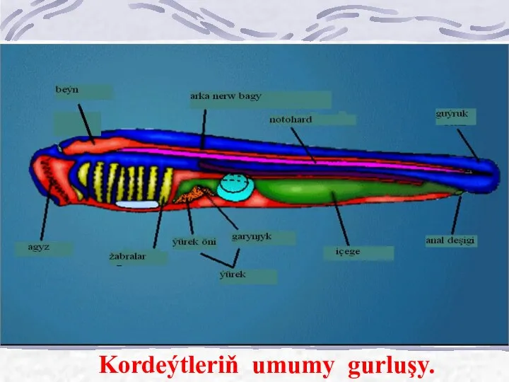 Kordeýtleriň umumy gurluşy.