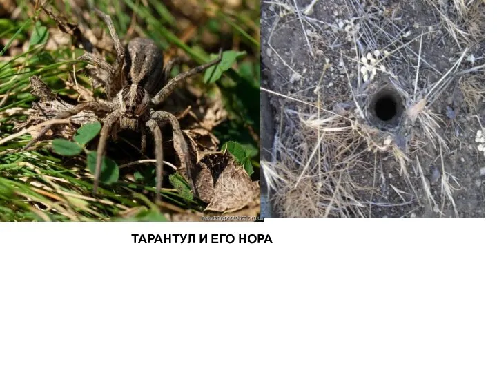 ТАРАНТУЛ И ЕГО НОРА