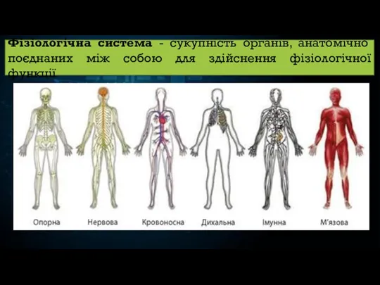 Фізіологічна система - сукупність органів, анатомічно поєднаних між собою для здійснення фізіологічної функції
