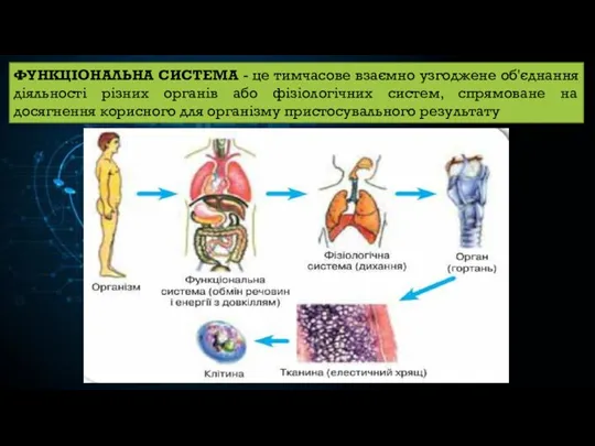 ФУНКЦІОНАЛЬНА СИСТЕМА - це тимчасове взаємно узгоджене об'єднання діяльності різних органів або