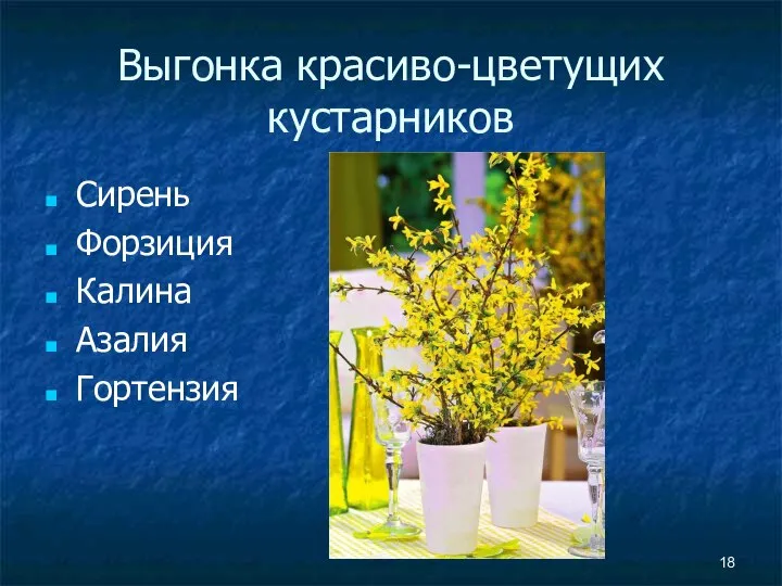 Выгонка красиво-цветущих кустарников Сирень Форзиция Калина Азалия Гортензия