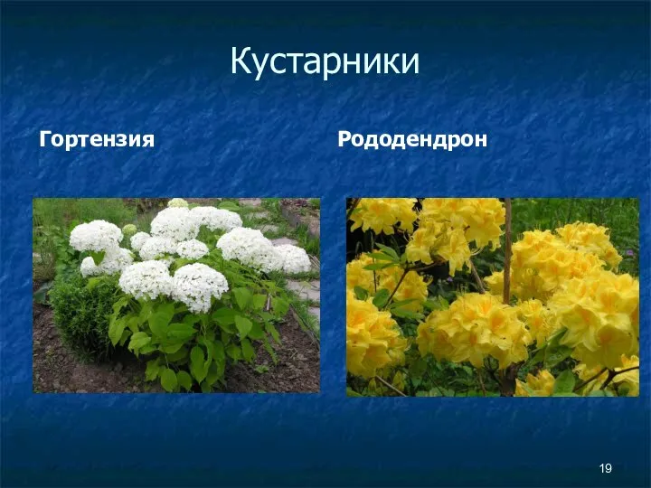 Кустарники Гортензия Рододендрон