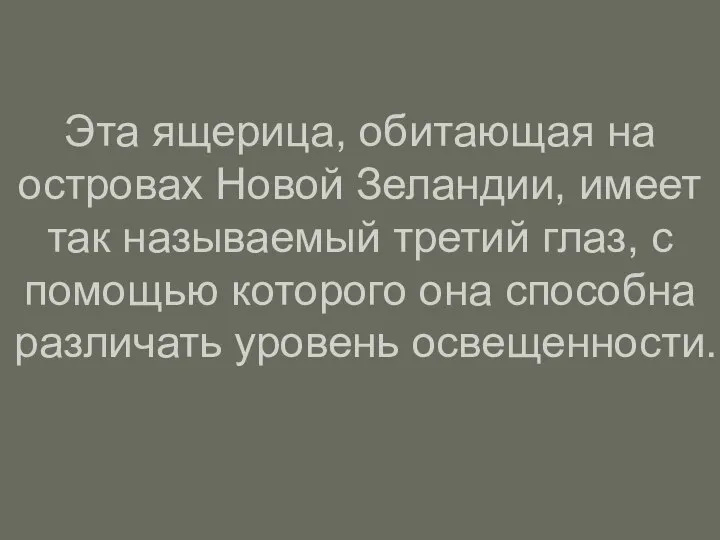 Эта ящерица, обитающая на островах Новой Зеландии, имеет так называемый третий глаз,