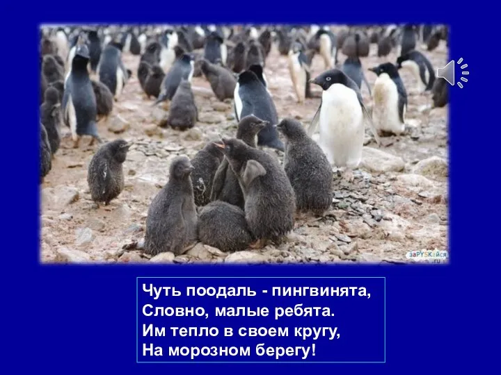 Чуть поодаль - пингвинята, Словно, малые ребята. Им тепло в своем кругу, На морозном берегу!