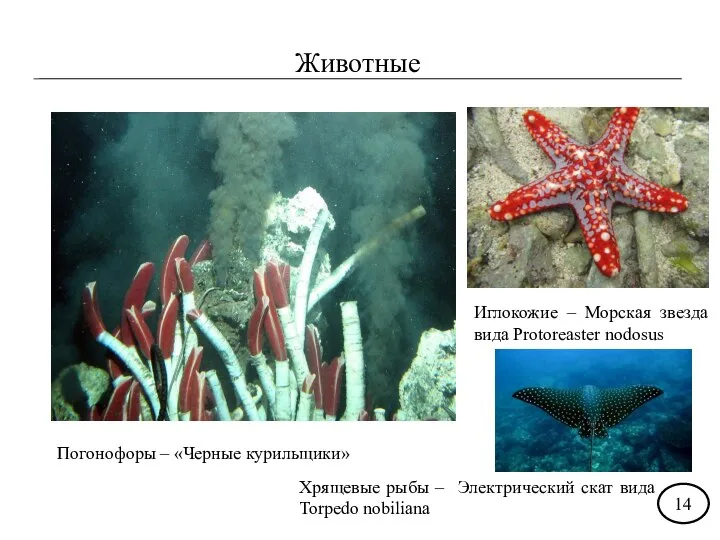 Животные Погонофоры – «Черные курильщики» Иглокожие – Морская звезда вида Protoreaster nodosus