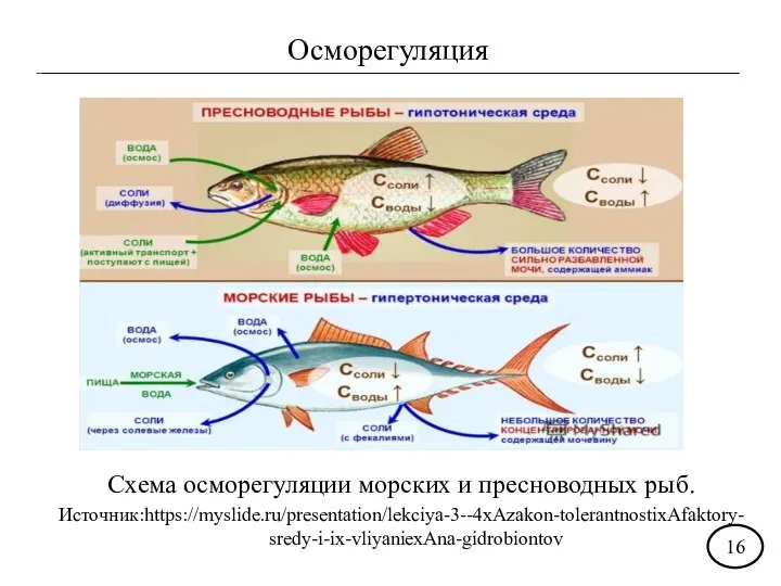 Осморегуляция Схема осморегуляции морских и пресноводных рыб. Источник:https://myslide.ru/presentation/lekciya-3--4xAzakon-tolerantnostixAfaktory-sredy-i-ix-vliyaniexAna-gidrobiontov 16