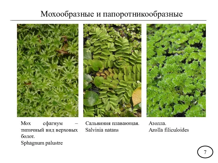 Мохообразные и папоротникообразные Мох сфагнум –типичный вид верховых болот. Sphagnum palustre Сальвиния